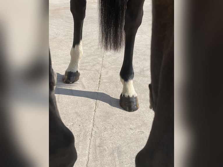 Holsteiner Jument 8 Ans 170 cm  in GROTE-BROGEL