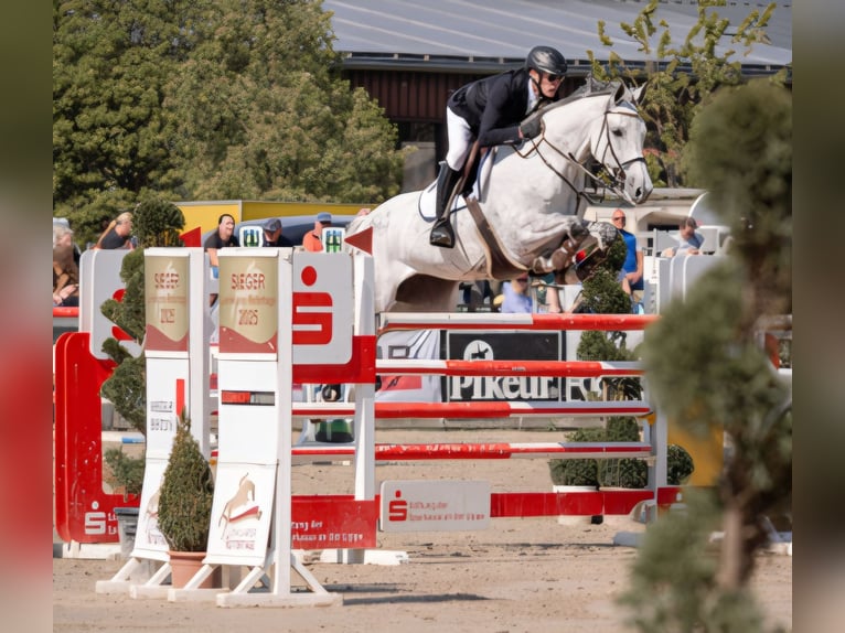 Holsteiner Jument 8 Ans 170 cm Gris in Wettrup