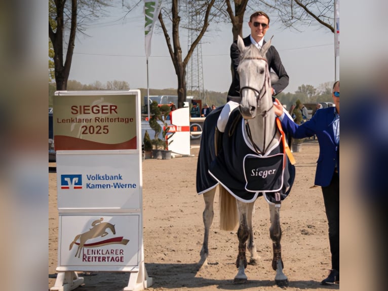 Holsteiner Jument 8 Ans 170 cm Gris in Wettrup