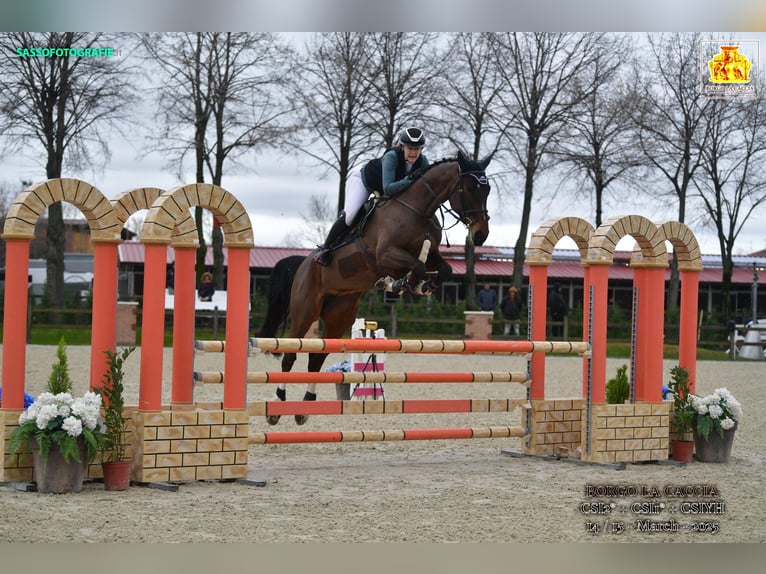 Holsteiner Jument 8 Ans 171 cm Bai brun in B&#xFC;rstadt
