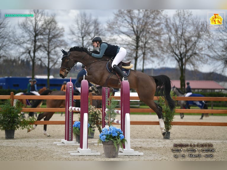 Holsteiner Jument 8 Ans 171 cm Bai brun in B&#xFC;rstadt