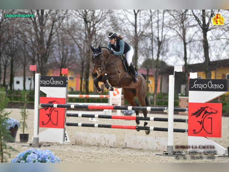 Holsteiner Jument 8 Ans 171 cm Bai brun in B&#xFC;rstadt