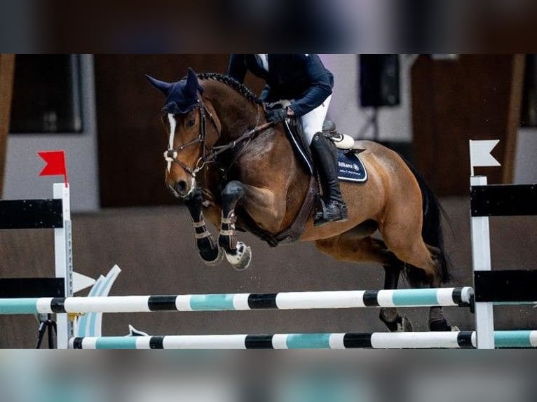 Holsteiner Jument 8 Ans 172 cm Bai brun in Durmersheim