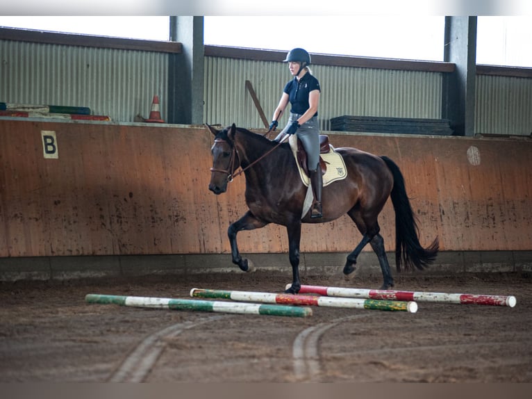 Holsteiner Jument 8 Ans 173 cm Bai brun in Solingen