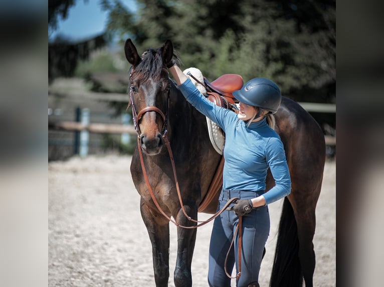 Holsteiner Jument 8 Ans 173 cm Bai brun in Solingen