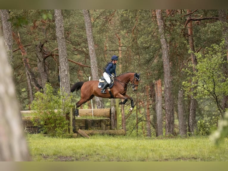 Holsteiner Jument 8 Ans 173 cm Bai in Wächtersbach