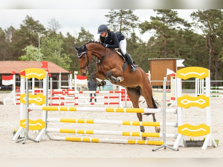 Holsteiner Jument 8 Ans 173 cm Bai in Wächtersbach