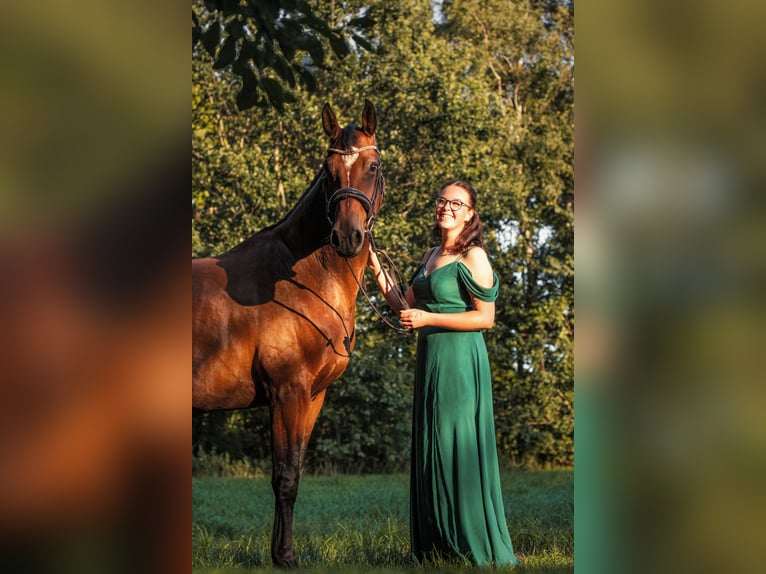 Holsteiner Jument 8 Ans 173 cm Bai in Süderholz