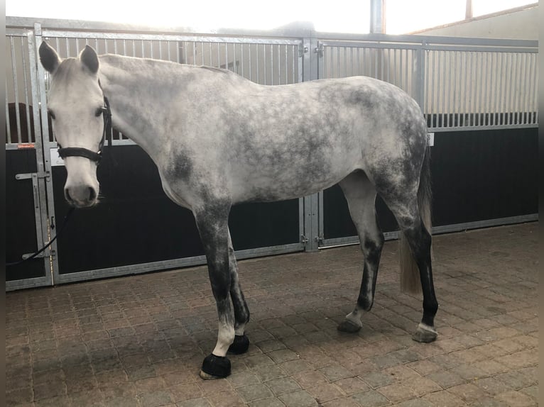 Holsteiner Jument 8 Ans 173 cm Gris in Goch