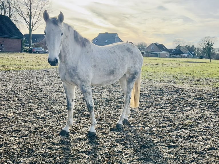 Holsteiner Jument 8 Ans 173 cm Gris in Nutteln