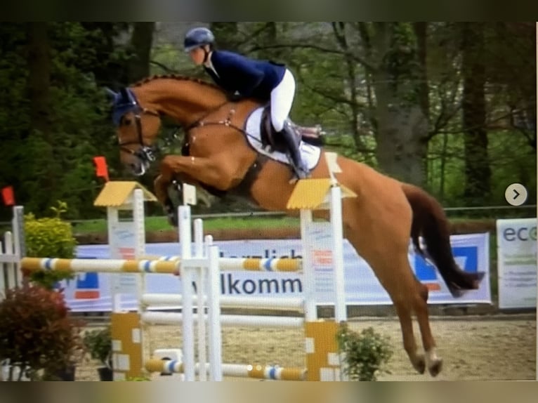 Holsteiner Jument 8 Ans 174 cm Alezan in Senden