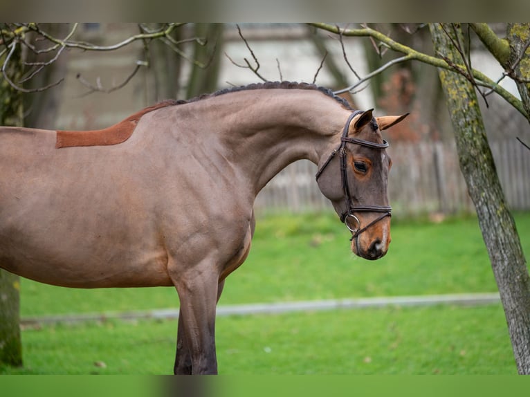 Holsteiner Jument 8 Ans 174 cm Bai in Wijchmaal