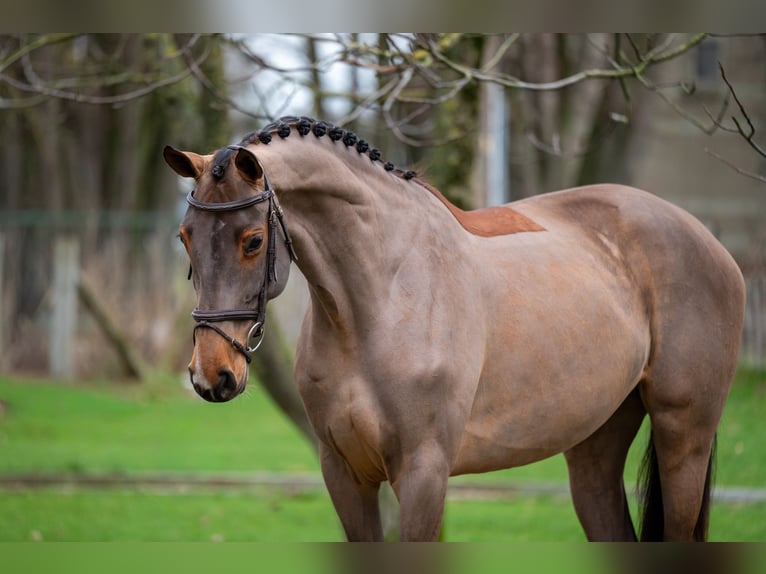 Holsteiner Jument 8 Ans 174 cm Bai in Wijchmaal