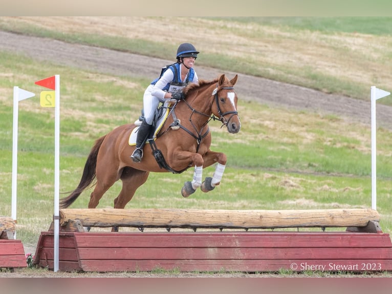 Holsteiner Jument 8 Ans Alezan brûlé in Martinez