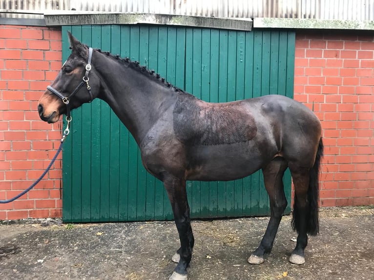 Holsteiner Jument 9 Ans 159 cm Bai brun in Hamburg Iserbrook