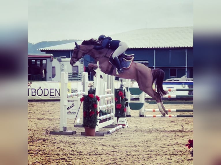 Holsteiner Jument 9 Ans 164 cm Alezan in Erharting