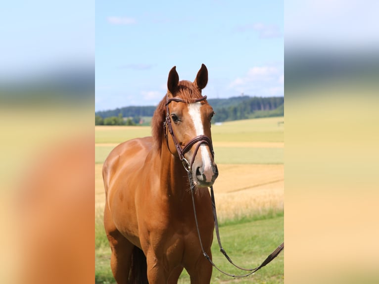 Holsteiner Jument 9 Ans 164 cm Alezan in Erharting