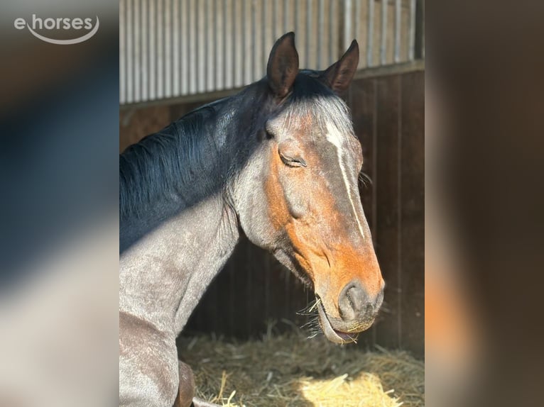 Holsteiner Jument 9 Ans 164 cm Bai brun in Pirmasens
