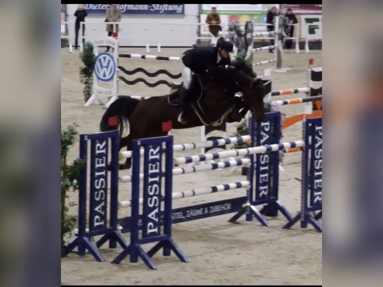 Holsteiner Jument 9 Ans 164 cm Bai brun in Wahrenholz