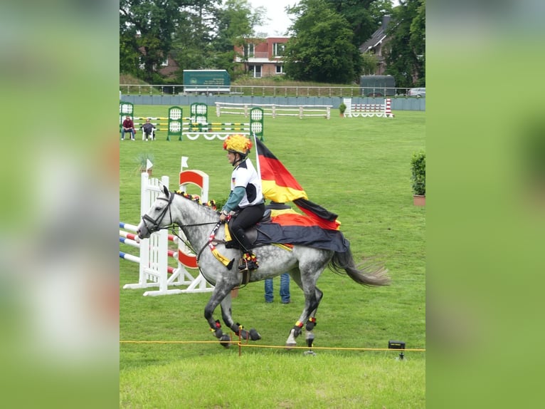 Holsteiner Jument 9 Ans 164 cm Gris in Hamburg