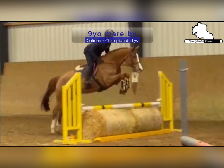 Holsteiner Jument 9 Ans 165 cm Alezan in Gadow