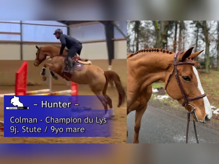 Holsteiner Jument 9 Ans 165 cm Alezan in Gadow