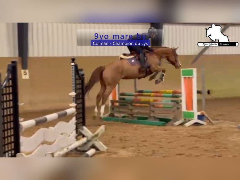Holsteiner Jument 9 Ans 165 cm Alezan in Gadow