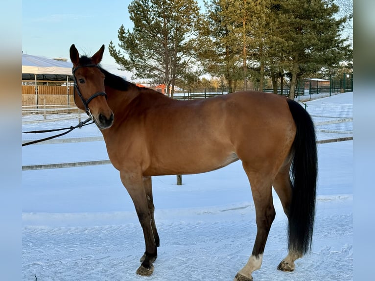 Holsteiner Jument 9 Ans 165 cm Bai cerise in Vilnius