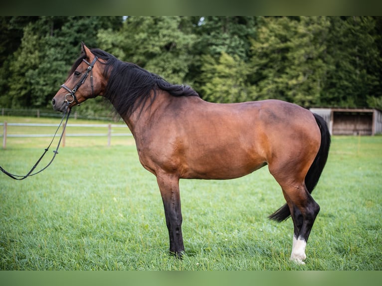 Holsteiner Jument 9 Ans 165 cm Bai in Wolpertswende