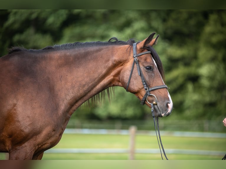 Holsteiner Jument 9 Ans 165 cm Bai in Wolpertswende