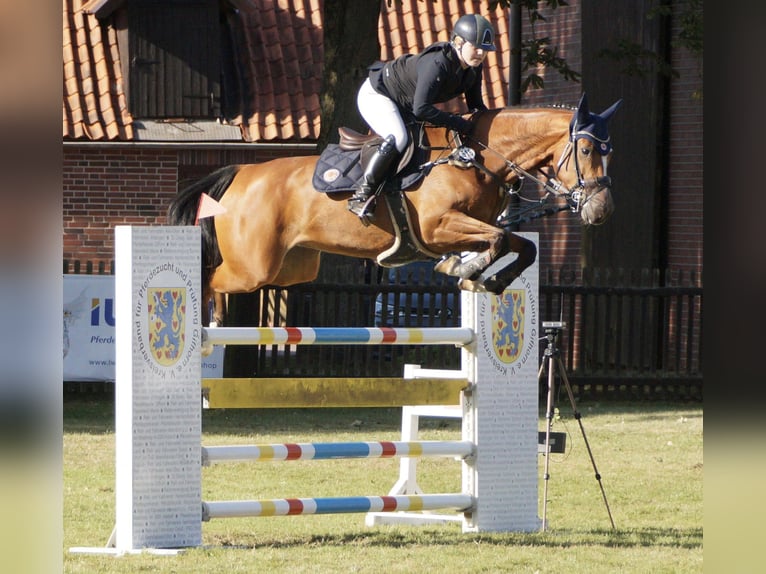 Holsteiner Jument 9 Ans 165 cm Bai in Sprakensehl