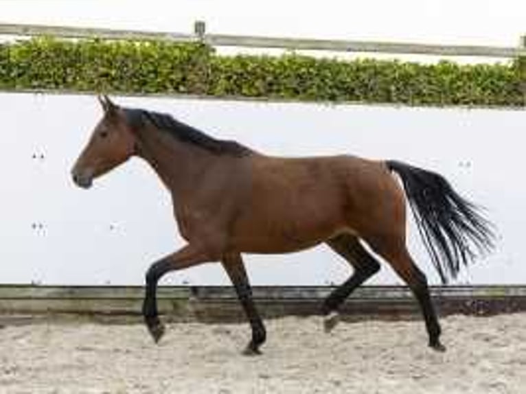 Holsteiner Jument 9 Ans 165 cm Bai in Waddinxveen