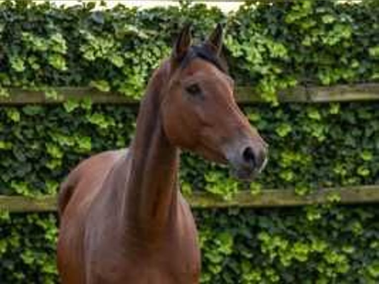 Holsteiner Jument 9 Ans 165 cm Bai in Waddinxveen