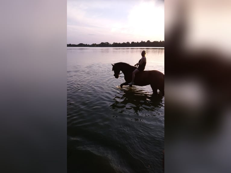 Holsteiner Jument 9 Ans 165 cm Bai in Wöhrden