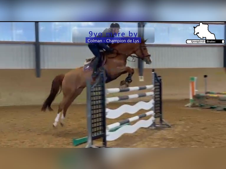Holsteiner Jument 9 Ans 166 cm Alezan in Gadow