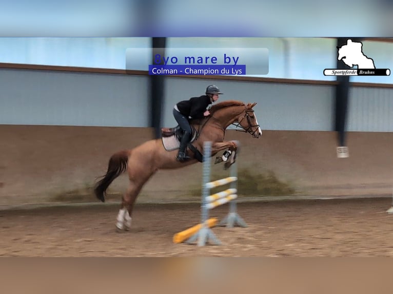 Holsteiner Jument 9 Ans 166 cm Alezan in Gadow