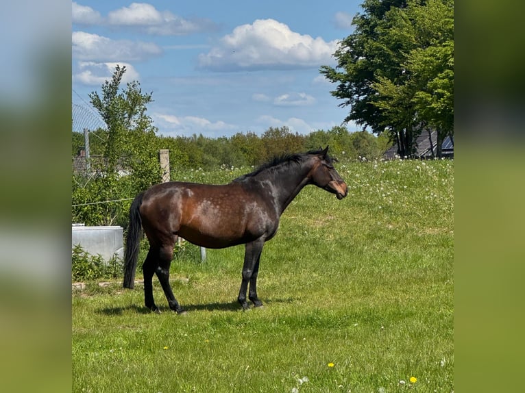Holsteiner Jument 9 Ans 166 cm Bai brun in Westerhorn