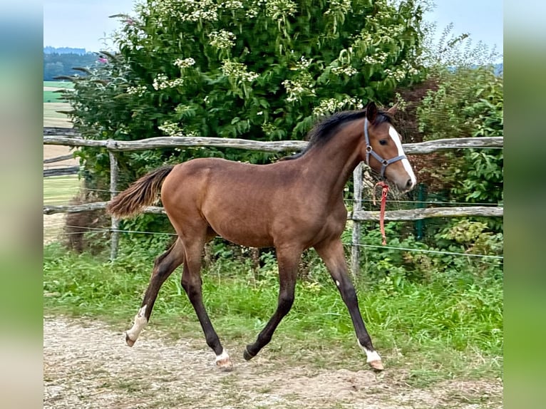 Holsteiner Jument 9 Ans 167 cm Bai in Adlkofen