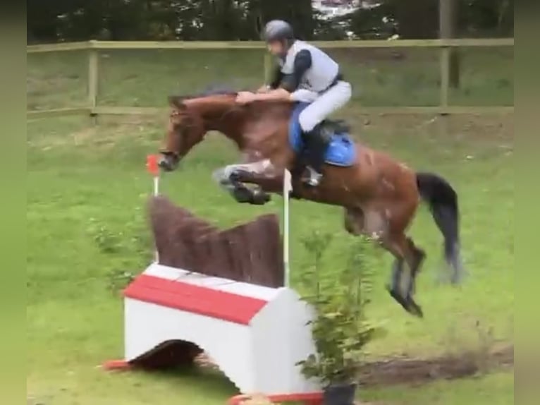 Holsteiner Jument 9 Ans 167 cm Bai in T&#xF6;nning