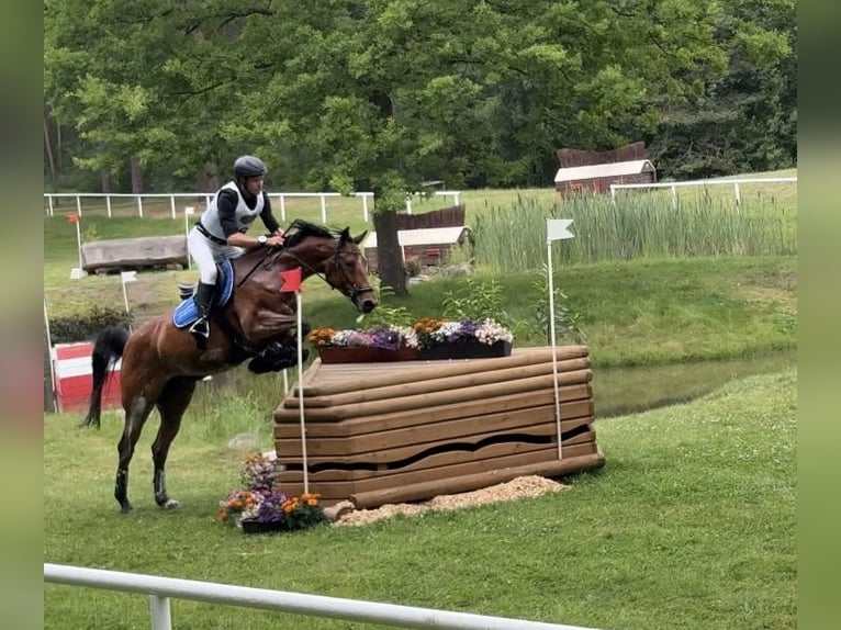 Holsteiner Jument 9 Ans 167 cm Bai in T&#xF6;nning