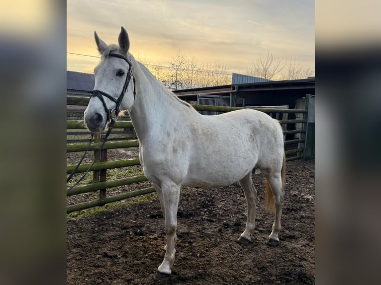 Holsteiner Jument 9 Ans 167 cm Gris in Wijchmaal