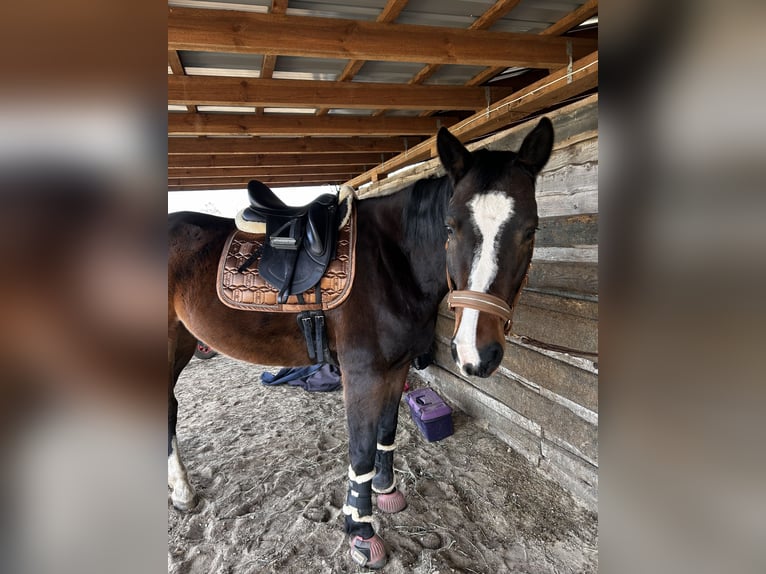 Holsteiner Jument 9 Ans 168 cm Bai brun in Schwielowsee