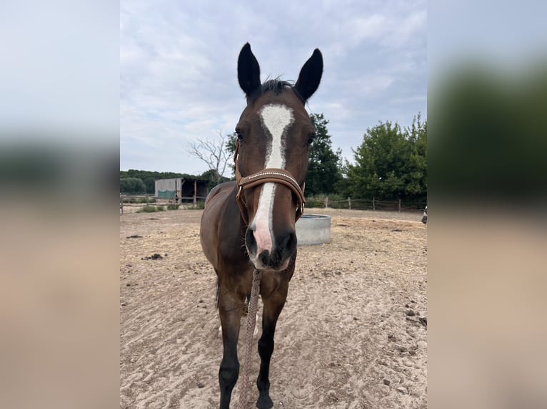 Holsteiner Jument 9 Ans 168 cm Bai brun in Schwielowsee