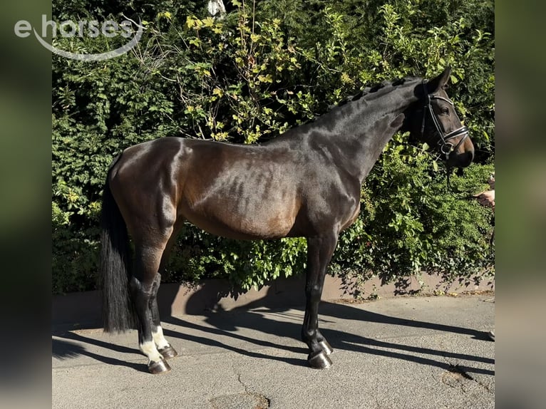 Holsteiner Jument 9 Ans 168 cm Bai brun in Niederkassel