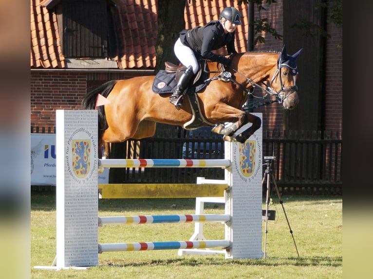 Holsteiner Jument 9 Ans 168 cm Bai in Sprakensehl