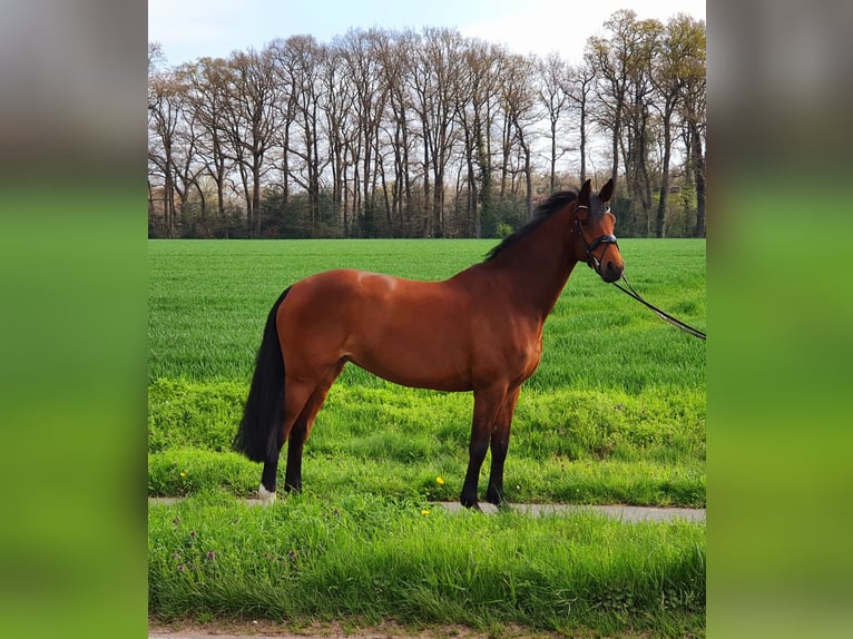 Holsteiner Jument 9 Ans 168 cm Bai in Lohne (Oldenburg)