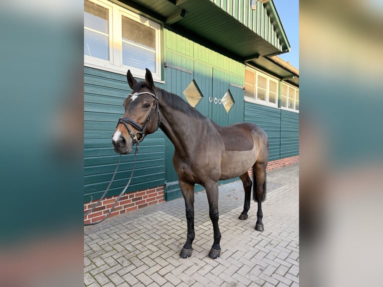 Holsteiner Jument 9 Ans 168 cm Bai in Elmshorn