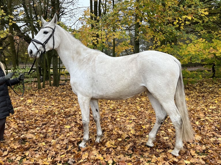 Holsteiner Jument 9 Ans 168 cm Gris in Nienburg (Weser)