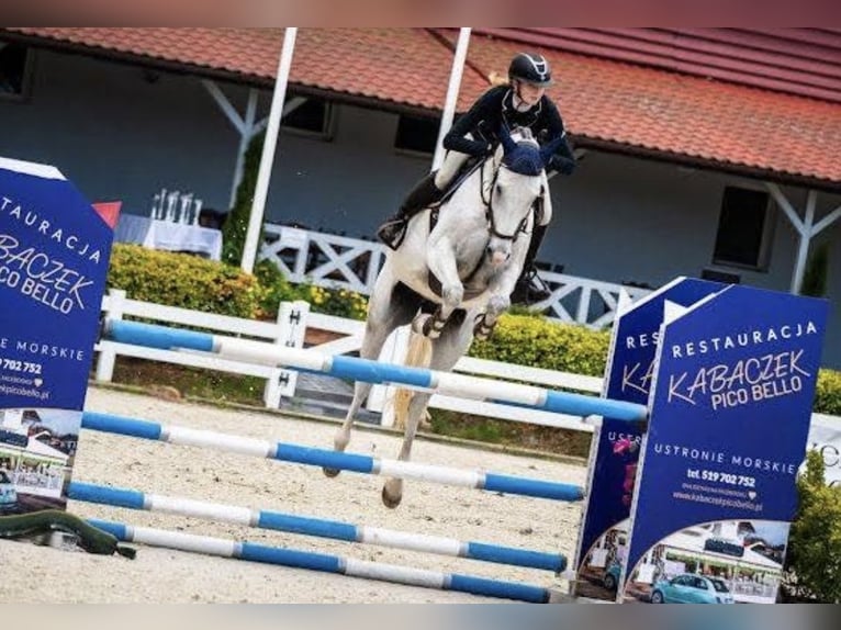 Holsteiner Jument 9 Ans 168 cm Gris in Wójcin