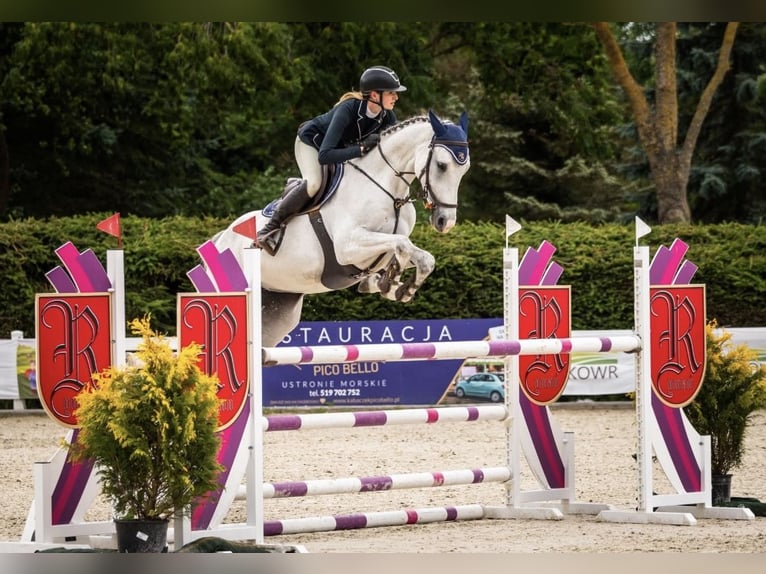 Holsteiner Jument 9 Ans 168 cm Gris in Wójcin